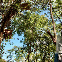 Forest Honey Honey It's Wild!
