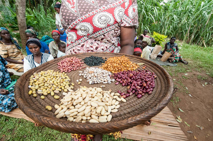 Woven platter with 7 piles of differently colored beans, being held by a female farmer with other female farmers sitting under a tree in the background. 