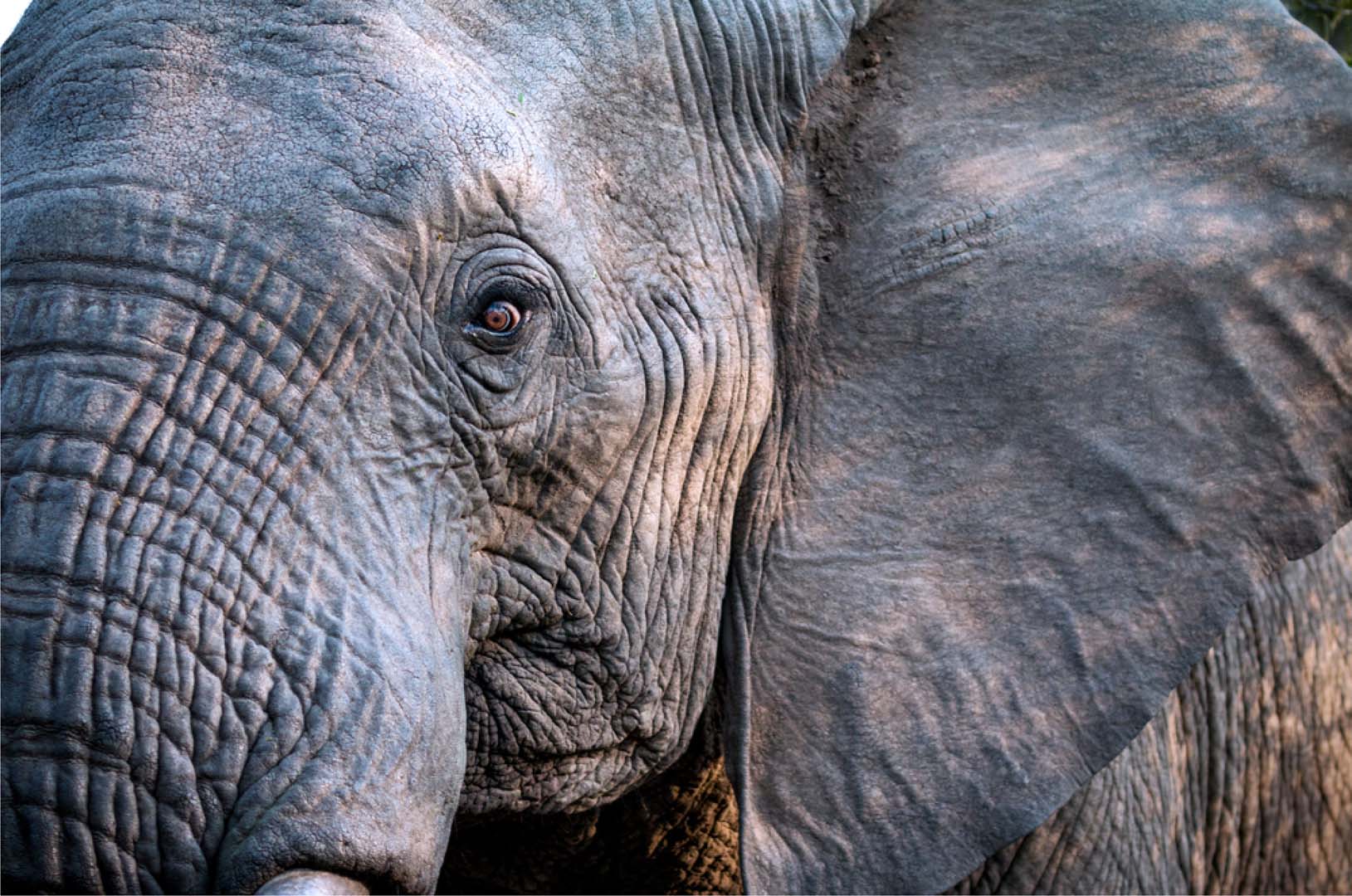 Male elephant bull, side of face, eye staring at camera. 