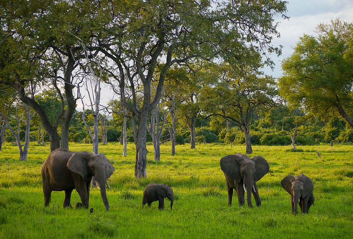 Four elephants in a green field with trees at sunset